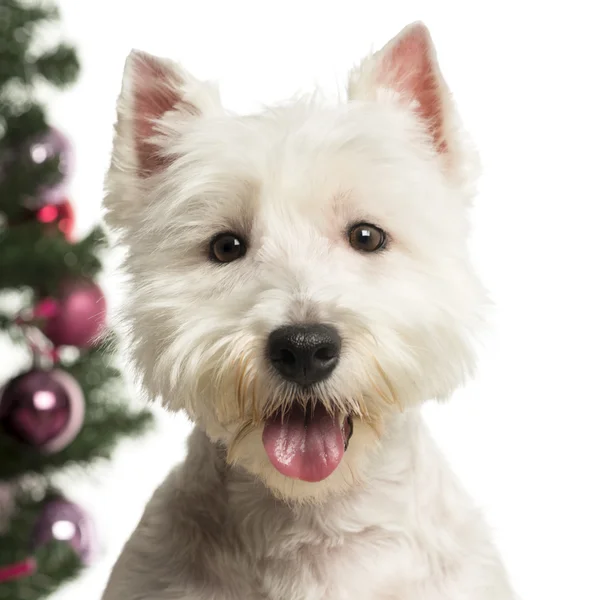 West Highland White Terrier in front of Christmas decorations against white background — Stock Photo, Image