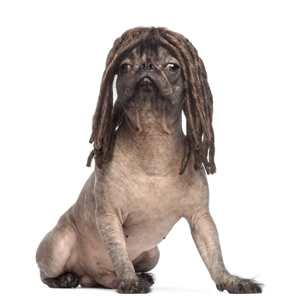 Cão misto sem pêlos, misture entre um buldogue francês e um cachorro de crista chinês, sentado e usando uma peruca de dreadlocks na frente do fundo branco — Fotografia de Stock