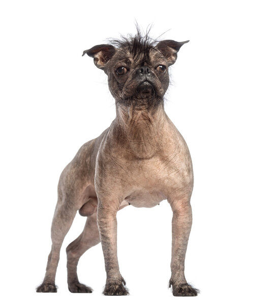 Hairless Mixed-breed dog, mix between a French bulldog and a Chinese crested dog, standing in front of white background