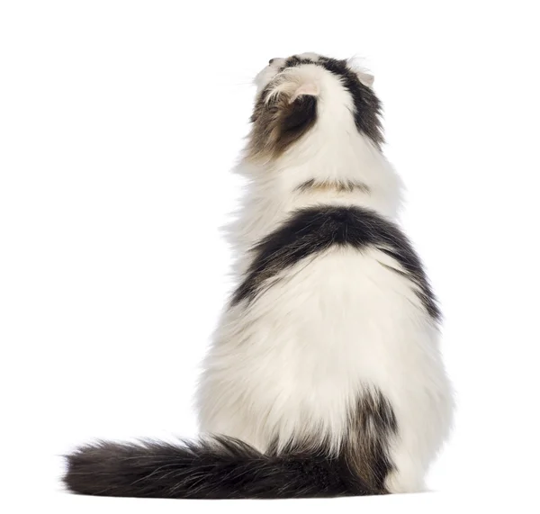 Rear view of an American Curl sitting and looking up in front of white background — Stock Photo, Image
