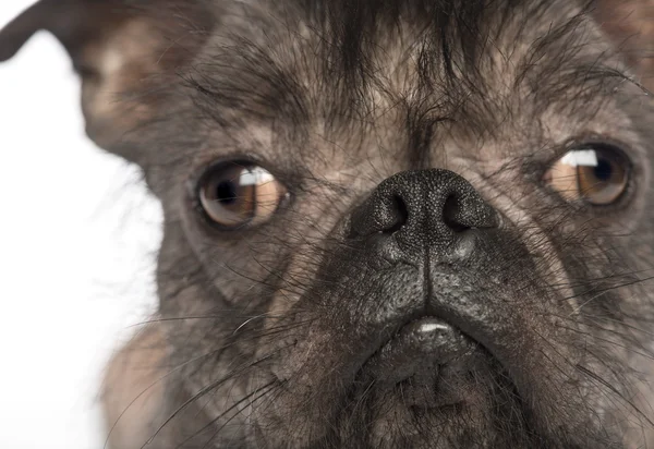 Gros plan d'un chien de race mixte sans poils, mélange entre un bouledogue français et un chien chinois à crête, regardant la caméra devant un fond blanc — Photo