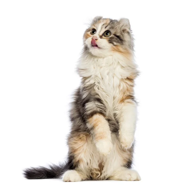 美国卷毛的小猫，3 个月大，站在后腿上，向上看，用舌头舔在白色背景前 — 图库照片