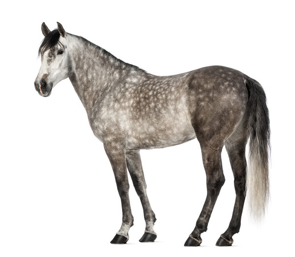 Andalusian, 7 лет, также известный как Чистая испанская лошадь или PRE на белом фоне
