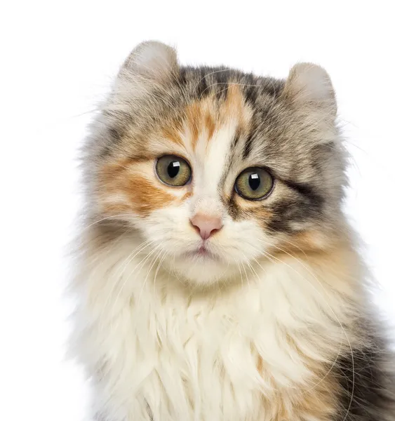 Close-up of an American Curl kitten, 3 months old, looking at the camera in front of white background — Stock Photo, Image