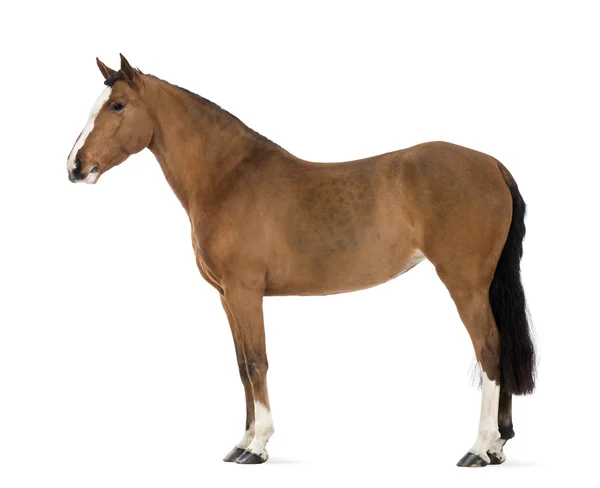 Side view of a Female Andalusian, 3 years old, also known as the Pure Spanish Horse or PRE against white background — 스톡 사진
