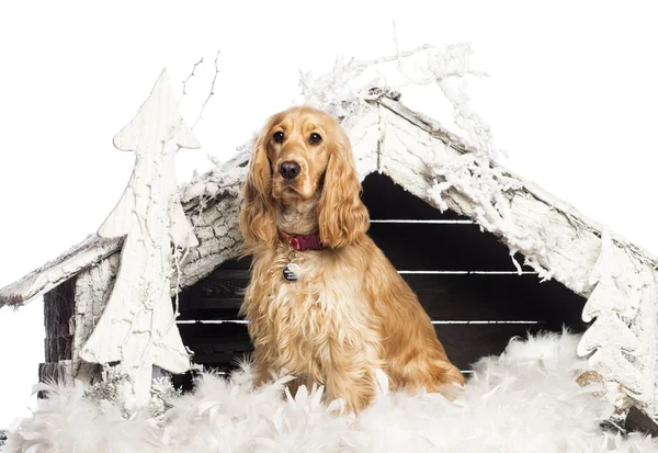 English Cocker spaniel sitting in front of Christmas nativity scene with Christmas tree and snow against white background — Stock Photo, Image