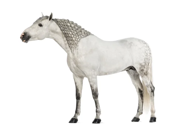 Male Andalusian, 7 years old, also known as the Pure Spanish Horse or PRE, with plaited mane and stretching its neck against white background — Stock Photo, Image