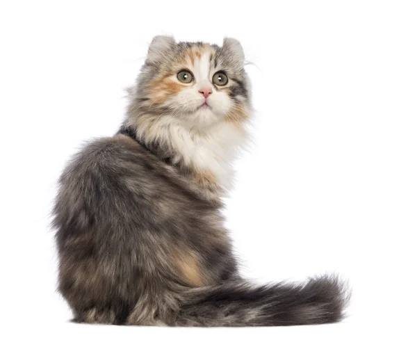 Vista trasera de un gatito americano Curl, 3 meses de edad, sentado y mirando hacia arriba en frente de fondo blanco — Foto de Stock