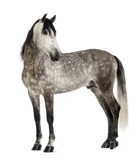 Andalusian, 7 years old, looking back, also known as the Pure Spanish Horse or PRE against white background — Stock Photo, Image