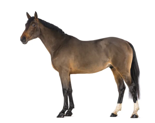 Male Belgian Warmblood, BWP, 3 years old, against white background — Stock Photo, Image