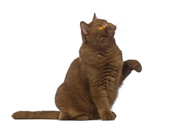 British Shorthair, 20 months old, sitting, looking up with a paw up in front of white background — Stock Photo, Image