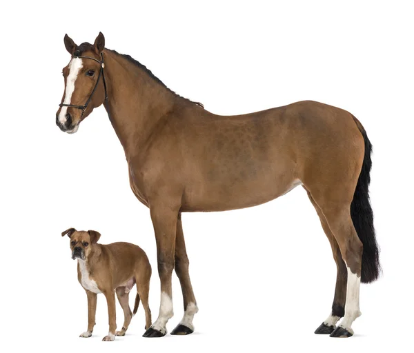 Crossbreed cão de pé ao lado de uma fêmea andaluza, 3 anos, também conhecido como o cavalo espanhol puro ou PRE contra fundo branco — Fotografia de Stock