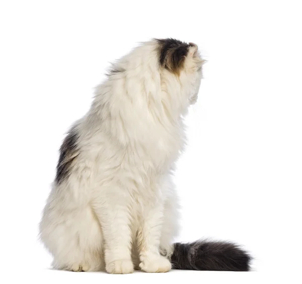 American Curl sentado y mirando hacia atrás frente al fondo blanco —  Fotos de Stock