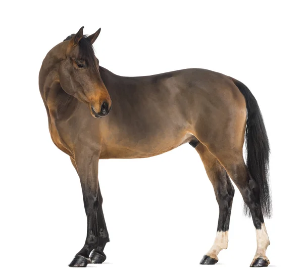 Male Belgian Warmblood, BWP, 3 years old, against white background — Stock Photo, Image