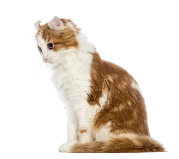 American Curl gatito, 3 meses de edad, sentado y mirando hacia abajo en frente de fondo blanco —  Fotos de Stock