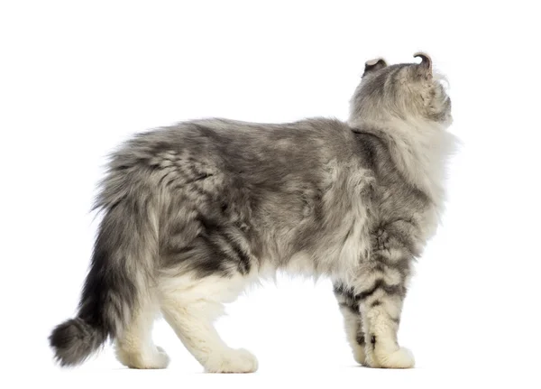 Side view of an American Curl kitten, 3 months old, and looking away in front of white background — Stock Photo, Image