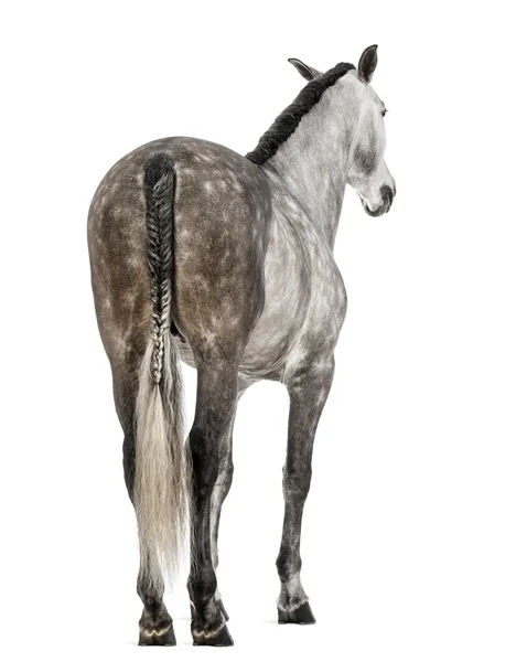 Vista traseira de um andaluz, 7 anos, também conhecido como Cavalo Espanhol Puro ou PRE contra fundo branco — Fotografia de Stock