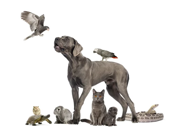 Група домашніх тварин - Собака, кіт, птах, рептилія, кролик, ізольовані на whi — стокове фото