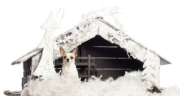 Chihuahua sitting in front of Christmas nativity scene with Christmas tree and snow against white background — стокове фото