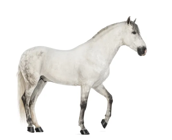 Vue latérale d'un Andalou mâle, 7 ans, également connu sous le nom de cheval espagnol pur ou PRE sur fond blanc — Photo