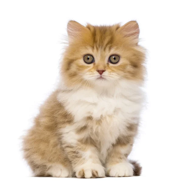 British Longhair kitten, 2 months old, sitting and looking at the camera in front of white background — Stock Photo, Image