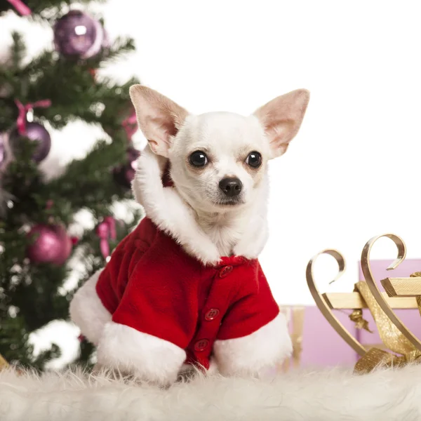 Chihuahua sentado e vestindo um terno de Natal na frente de decorações de Natal contra fundo branco — Fotografia de Stock