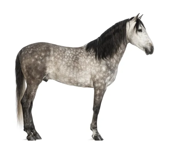 Andalusian, 7 years old, also known as the Pure Spanish Horse or PRE against white background — Stock Photo, Image