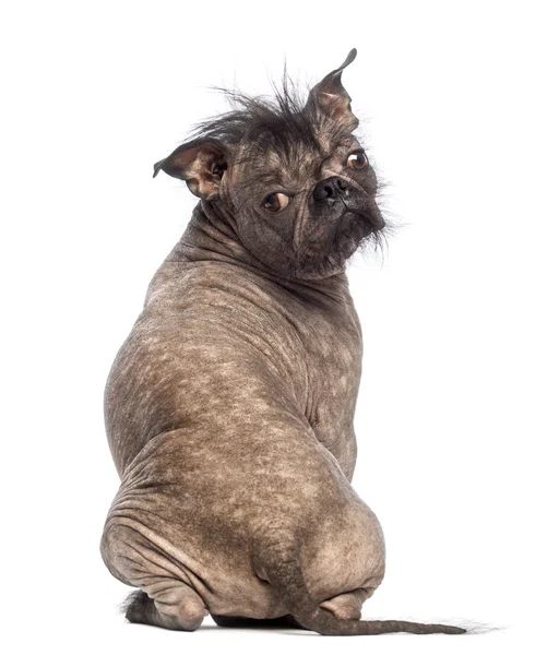 Bakre syn på en hairless blandad ras hund, blanda mellan en fransk bulldog och en kinesiska crested dog, sitter och tittar på kameran framför vit bakgrund — Stockfoto