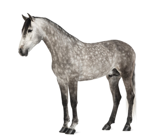 Andalusian, 7 лет, также известный как Чистая испанская лошадь или PRE на белом фоне
