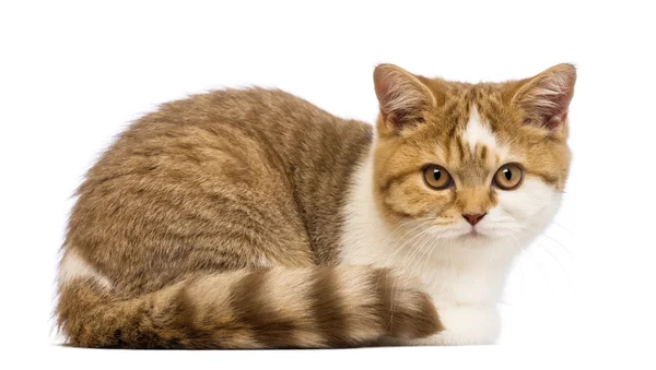 Britská krátkosrstá kotě, 3,5 měsíců věku, lhaní a při pohledu na fotoaparát před bílým pozadím — Stock fotografie