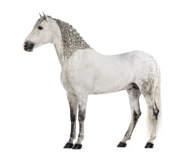 Вид сбоку на самца андалуза с семилетним маном, также известным как Чисто испанская лошадь или PRE на белом фоне
