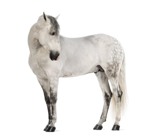 Homme andalou, 7 ans, également connu sous le nom de pur cheval espagnol ou PRE, regardant à droite sur fond blanc — Photo