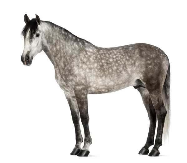 Endülüs, 7 yaşında, olarak da bilinen saf İspanyol at veya beyaz bir arka plana dayanır öncesi — Stok fotoğraf