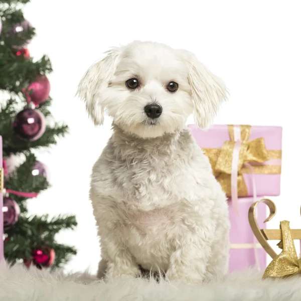 Maltese sitting in front of Christmas decorations against white background — Stock Photo, Image