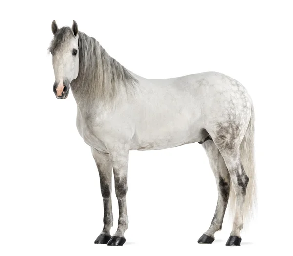 Мужчина Андалузский, 7 лет, также известен как Чистая испанская лошадь или PRE на белом фоне — стоковое фото