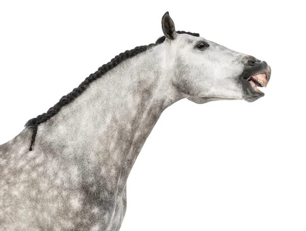 Close-up de uma cabeça andaluza, 7 anos, fazendo um rosto, esticando o pescoço, também conhecido como Cavalo Espanhol Puro ou PRE contra fundo branco — Fotografia de Stock