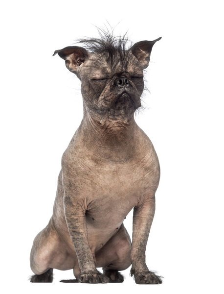 Hairless Mixed-breed dog, mix between a French bulldog and a Chinese crested dog, with eyes closed and sitting in front of white background