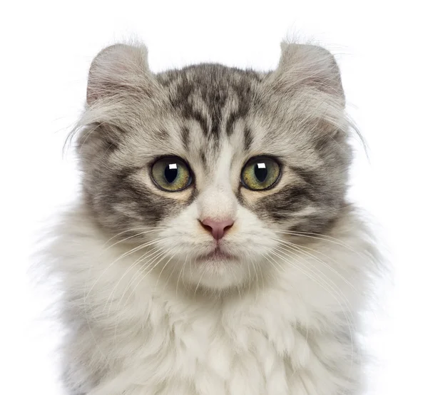 American Curl gatito, 3 meses de edad, mirando a la cámara en frente de fondo blanco —  Fotos de Stock