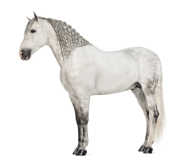 Side view of a Male Andalusian with plaited mane, 7 years old, also known as the Pure Spanish Horse or PRE against white background — Stock Photo, Image