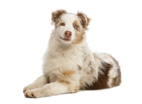 Australische herder pup liegen, geïsoleerd op wit — Stockfoto