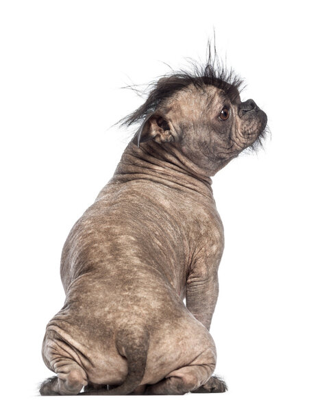 Rear view of a Hairless Mixed-breed dog, mix between a French bulldog and a Chinese crested dog, sitting and looking right in front of white background