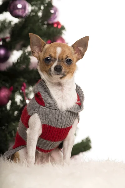 Chihuahua vestida y sentada frente a decoraciones navideñas sobre fondo blanco — Foto de Stock