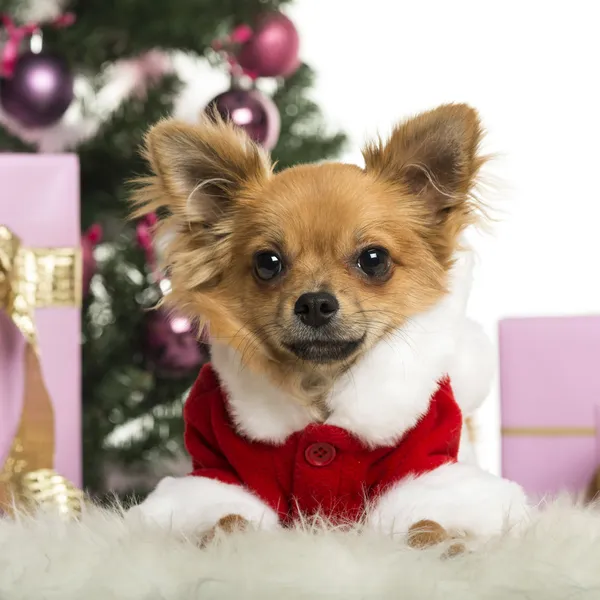 Chihuahua vistiendo un traje de Navidad frente a decoraciones navideñas sobre fondo blanco —  Fotos de Stock