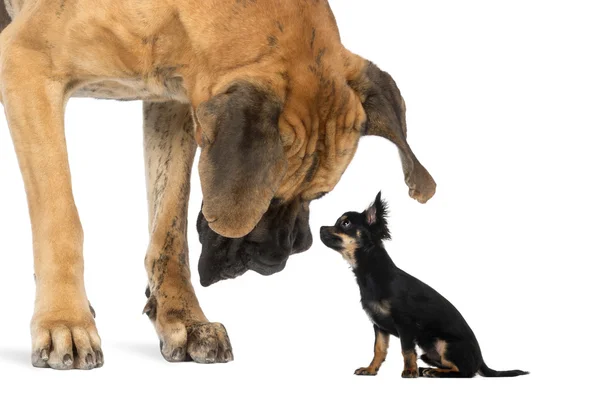 Great Dane olhando para um Chihuahua sentado, isolado em branco — Fotografia de Stock