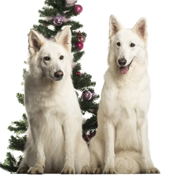 Berger Blanc Suisse sitting in front of Christmas decorations against white background — Stock Photo, Image