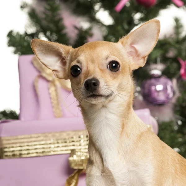 Chihuahua frente a decoraciones navideñas sobre fondo blanco —  Fotos de Stock