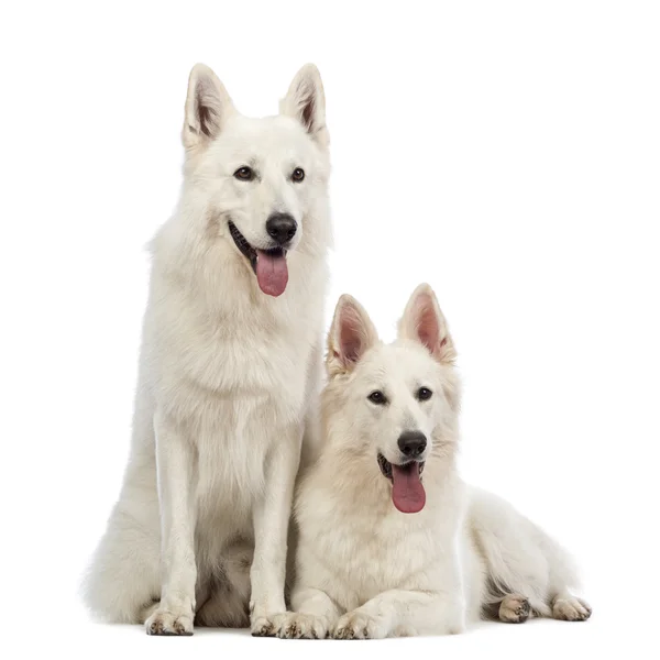 Dois cães pastores suíços, 5 anos, ofegantes, deitados e sentados em frente ao fundo branco — Fotografia de Stock