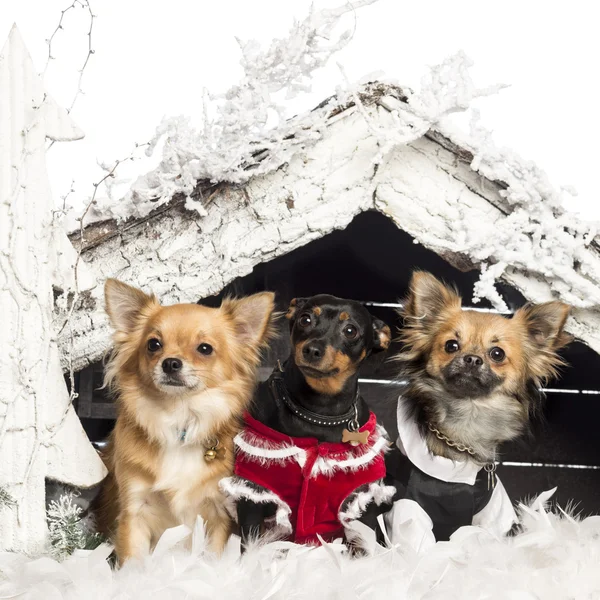 Chihuahuas sitting and dressed in front of Christmas nativity scene with Christmas tree and snow against white background — Stock Photo, Image