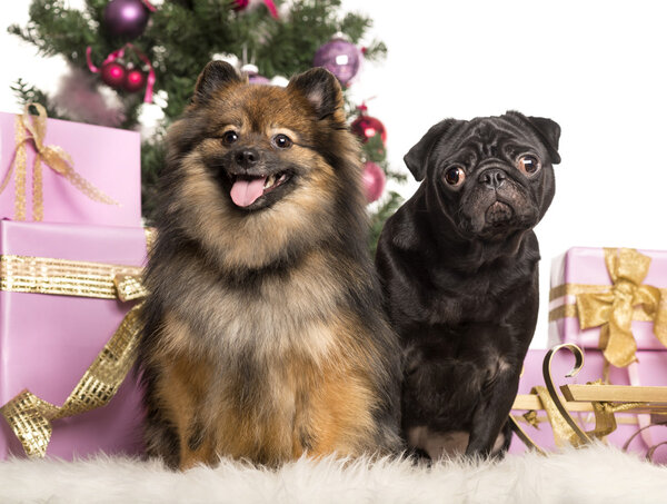 Spitz and Pug sitting in front of Christmas decorations against white background