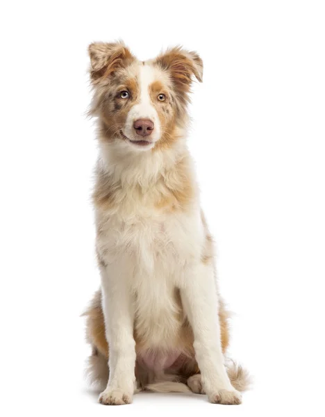 Australian Shepherd, 5 months old, sitting, smiling and looking at the camera in front of white background — Stock Photo, Image